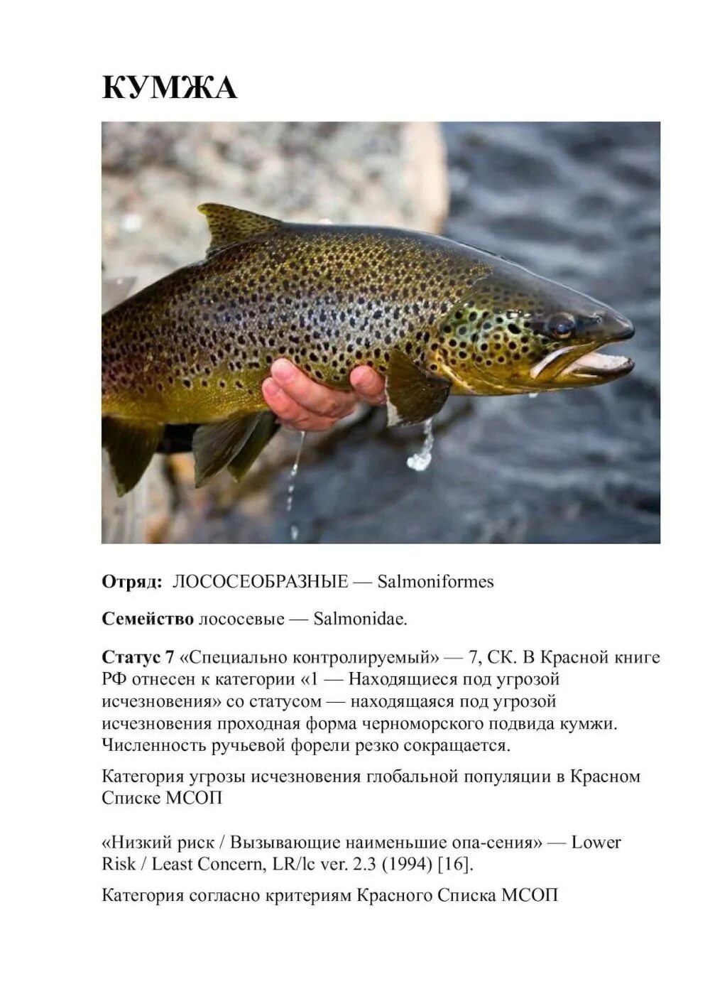 Кумжа рыба фото описание где водится Рыбы в красной книге мурманской области - картинки и фото poknok.art