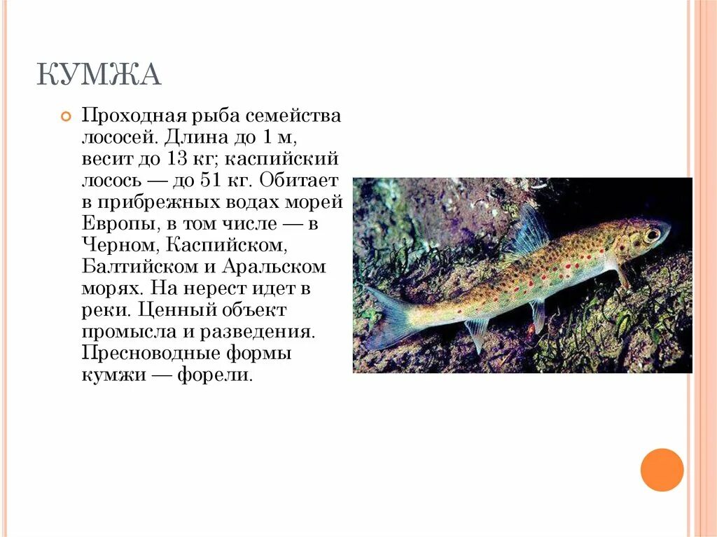 Кумжа рыба фото описание где водится Форель описание фото - Coffeebull.ru