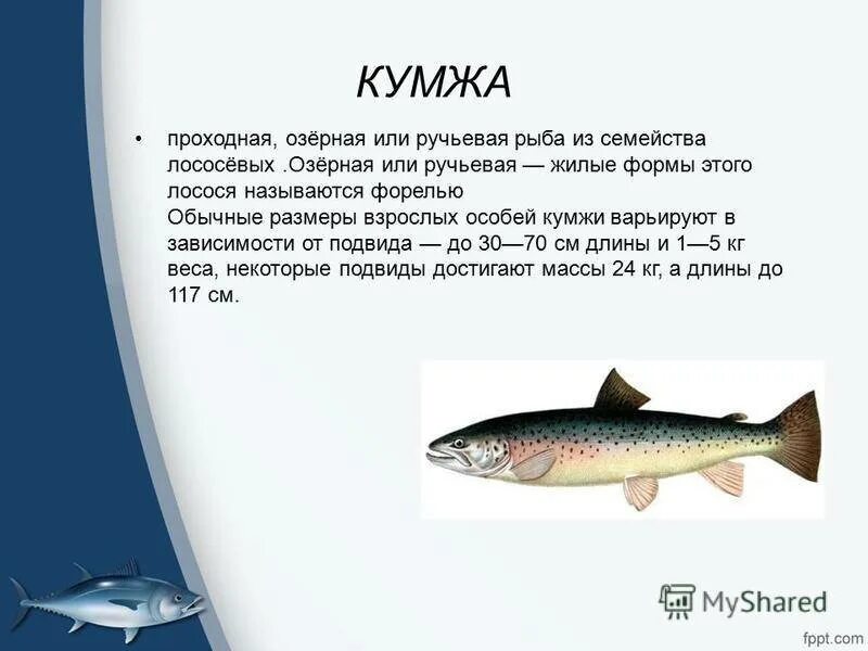 Кумжа рыба фото описание где водится Форель описание фото - Coffeebull.ru