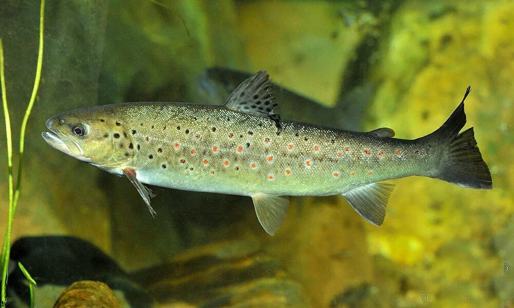 Кумжа рыба фото описание цена Форель ручьевая (Salmo trutta fario)
