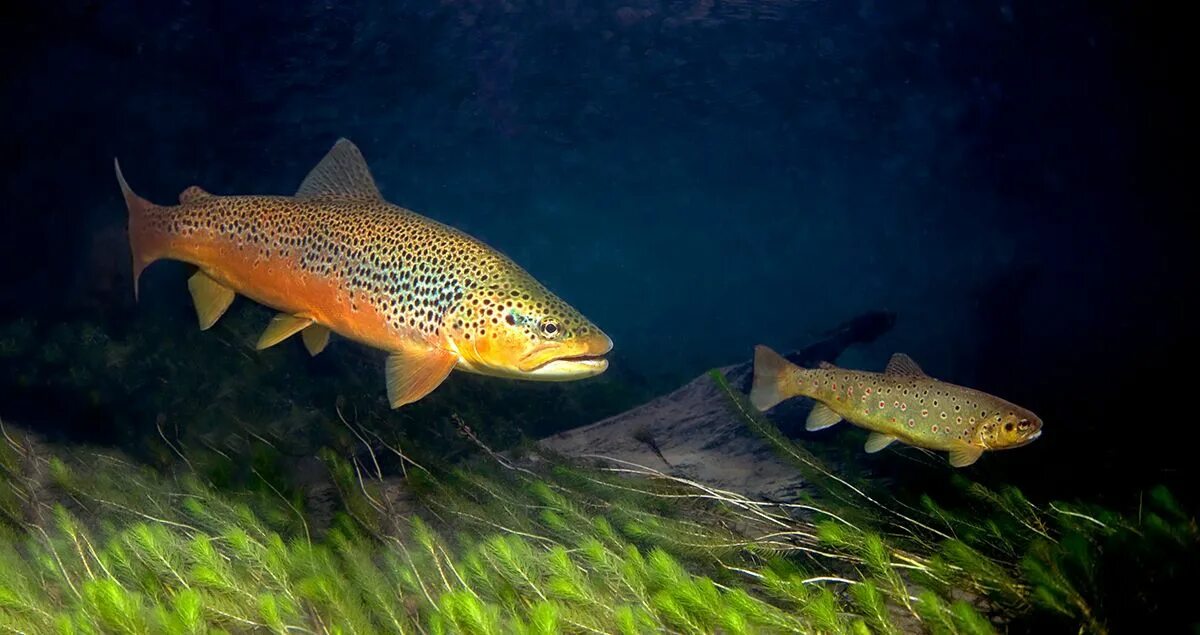 Кумжа рыба фото описание цена brown trout Patagonia Trout, Brown trout, Brook trout