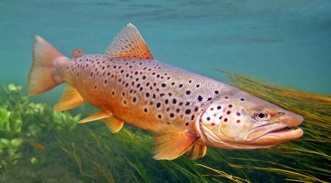Кумжа рыба фото описание цена #325 Brown Trout, Big Hole River, Montana Brown trout, Trout, Brook trout