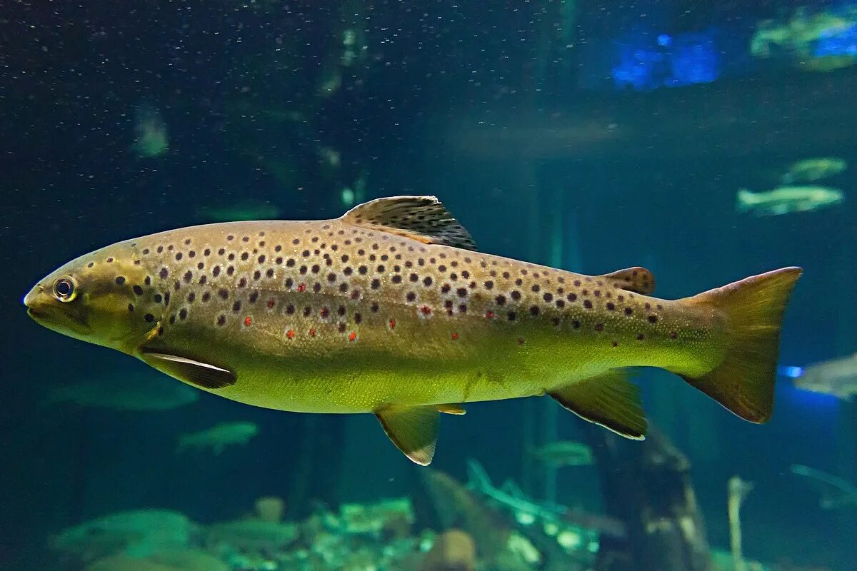 Кумжа рыба фото описание цена File:Salmo trutta Ozeaneum Stralsund HBP 2010-07-02.jpg - Wikipedia