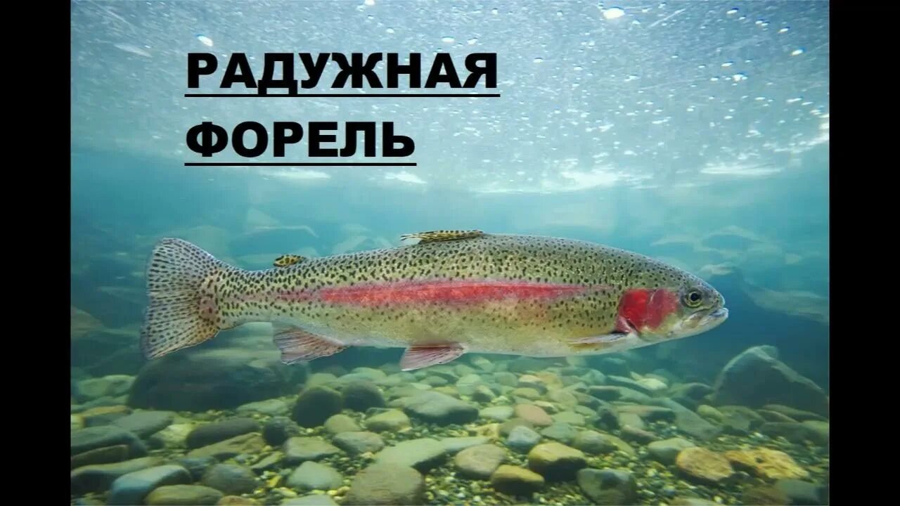 Кумжа рыба фото описание цена Речные рыбы и их фото с названием. - YouTube