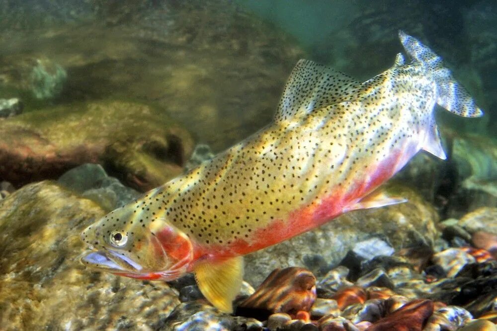 Кумжа рыба фото описание цена Westslope Cutthroat, North Fork, Blackfoot River, Montana Cutthroat trout, Fish,