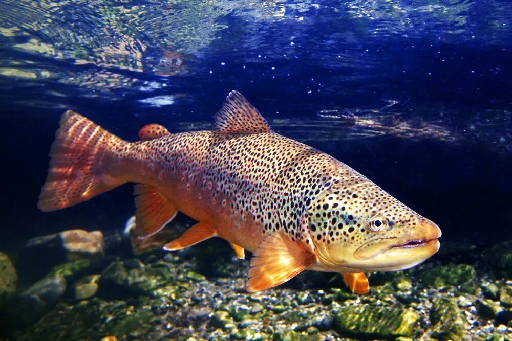 Кумжа рыба фото описание цена brown-trout-green-river-wyoming-underwater-photo - Fish Eye Guy Photography Brow