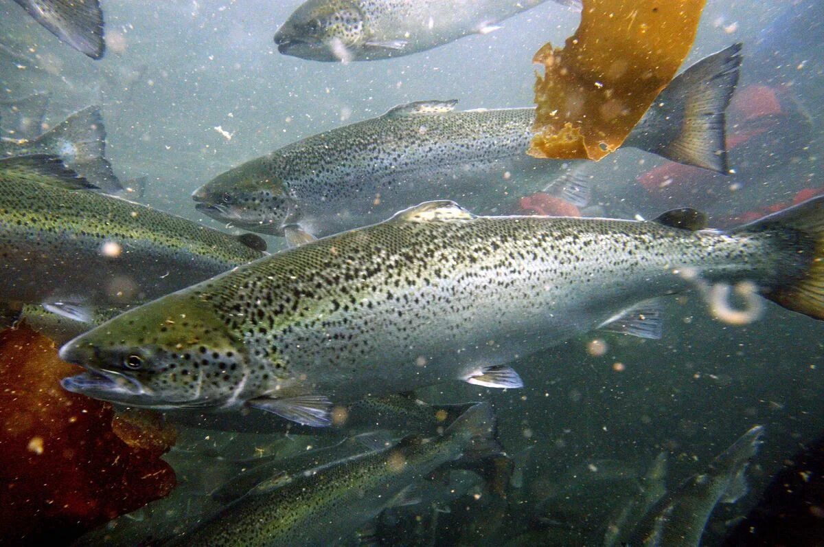 Кумжа рыба фото описание цена и отзывы Atlantic salmon escape prompts Washington to halt fish farming permits The Spoke