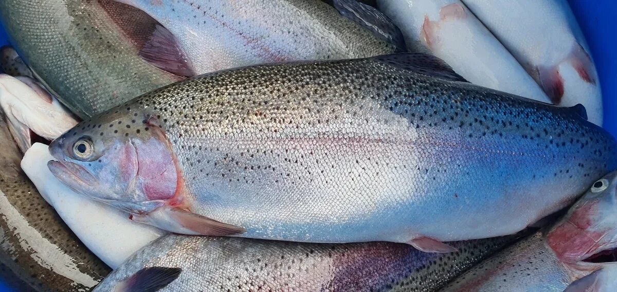 Кумжа рыба фото описание цена и отзывы Overlooking trout Buy for 6 roubles wholesale, cheap - B2BTRADE