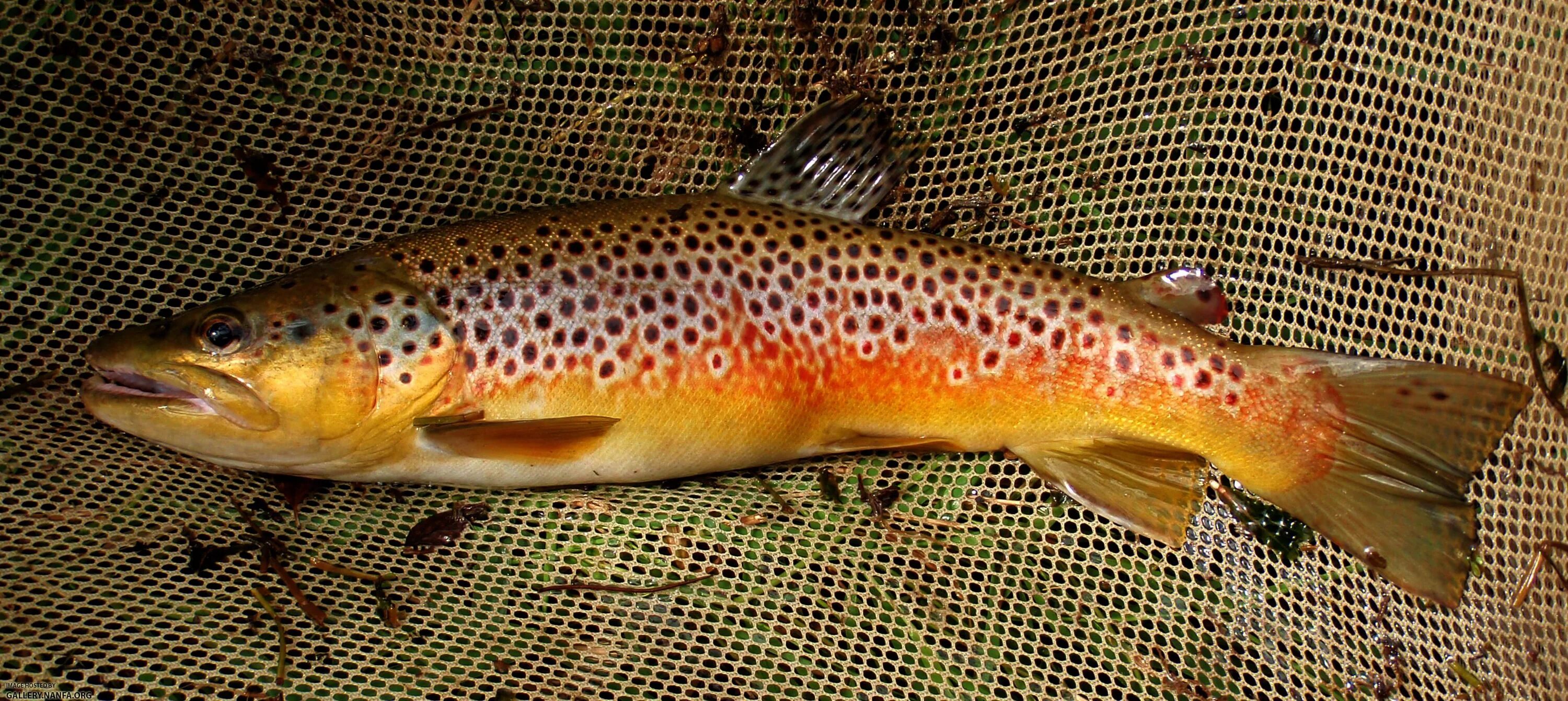 Кумжа рыба фото описание цена и отзывы Beautiful Brown Trout in Cortland County, NY