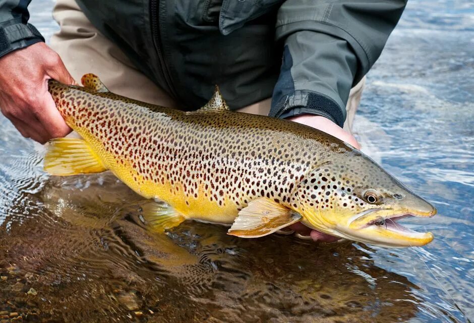 Кумжа рыба фото описание цена и отзывы Brown trout, Fish, Fly fishing photography