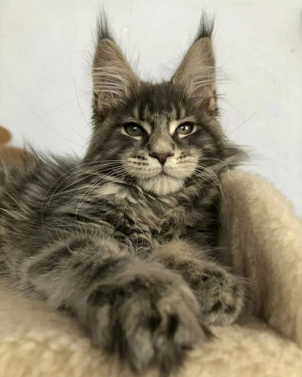 Кун кот фото Мейн-Кун: единственный в мире малыш КотоПёс Учим вместе Дзен
