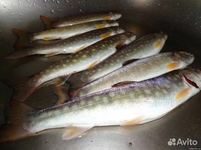 Кунджа рыба фото Кунджа купить в Екатеринбурге Товары для дома и дачи Авито