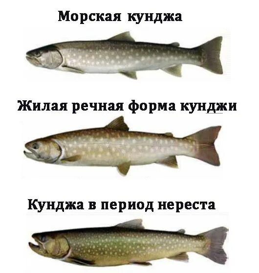 Кунджа рыба фото описание отзывы и цена Кунджа что за рыба Фото и описание, цена