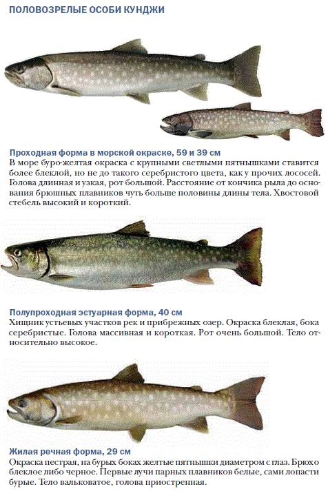 Кунджа рыба фото описание цвет мяса Кунджа