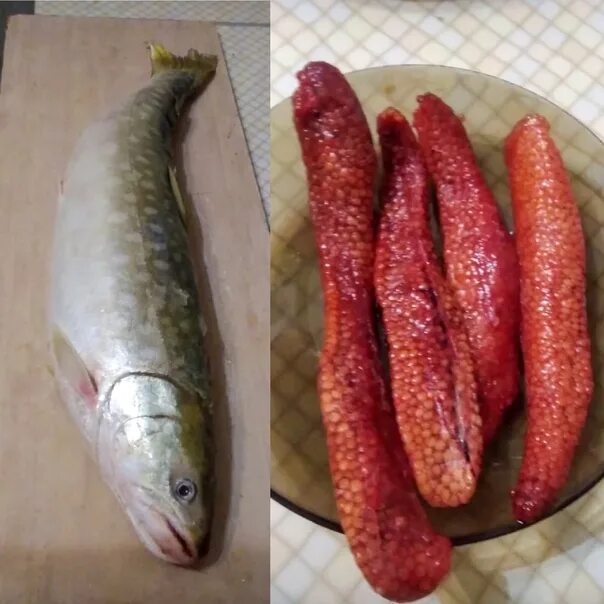 Кунджа рыба фото описание цвет мяса Только 3 дня ... Ограниченная партия крупной, дикой КУНДЖИ. Рыба семейства лосос