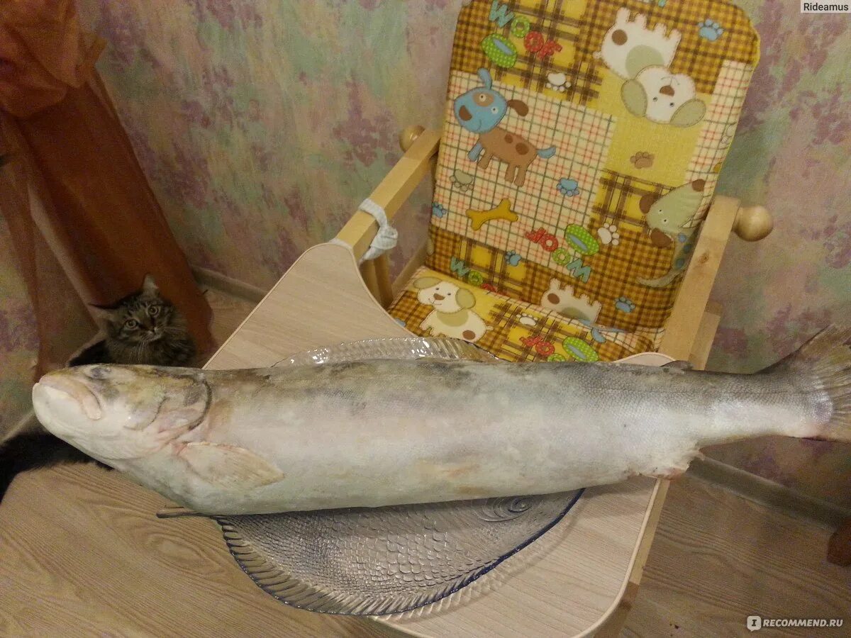 Кунджа рыба фото описание цвет мяса Рыба Кунджа - "Купить кунджу, а получить треску? Обман или же...? Диковинная рыб