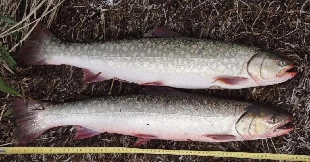 Кунджа рыба отзывы и цена фото In the Tyumen region banned the import of unsafe trout and caviar from Kyrgyzsta
