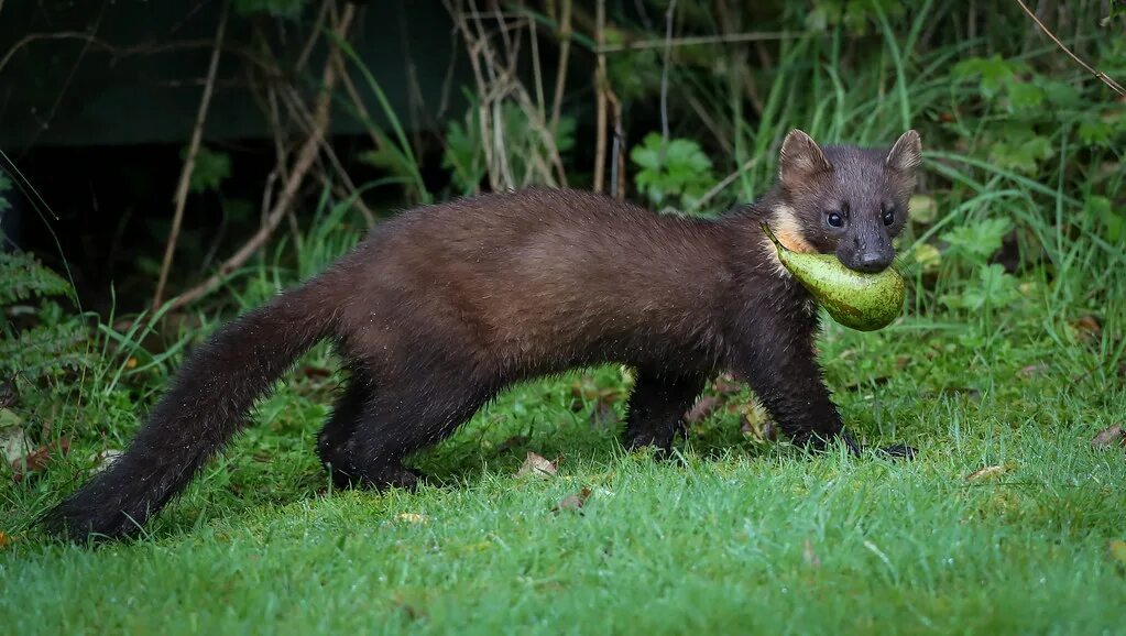 Куница фото дикий Pine Marten Put a pear out for the badgers and this cheeky. Flickr