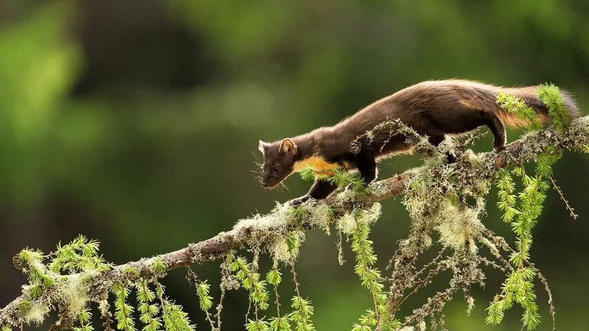 Куница фото дикий Pine Marten (Martes martes) on larch branch, Perthshire Pine marten, Like a cat,