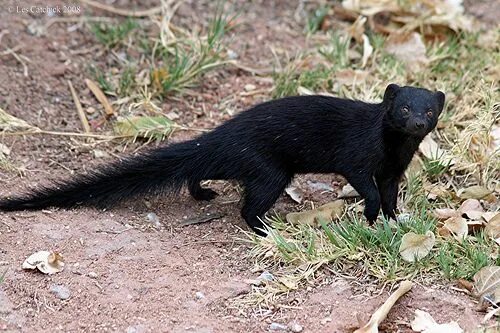 Куница фото дикий черный Black Mongoose Mongoose animal, Melanistic animals, Cute wild animals