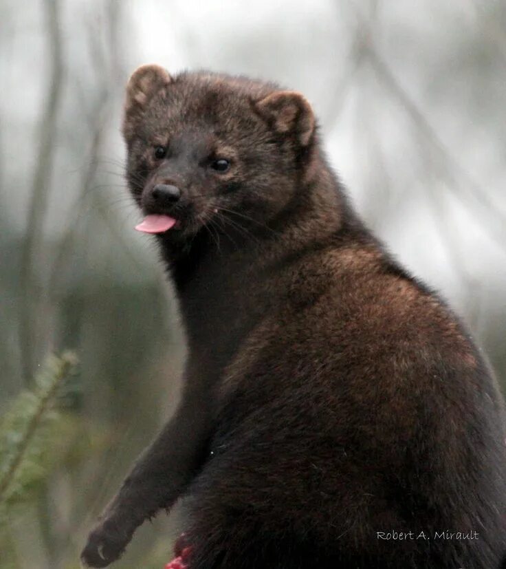 Куница фото дикий черный Fisher (Martes pennanti / Pekania pennanti). Photo by Robert A. Mirault (at http