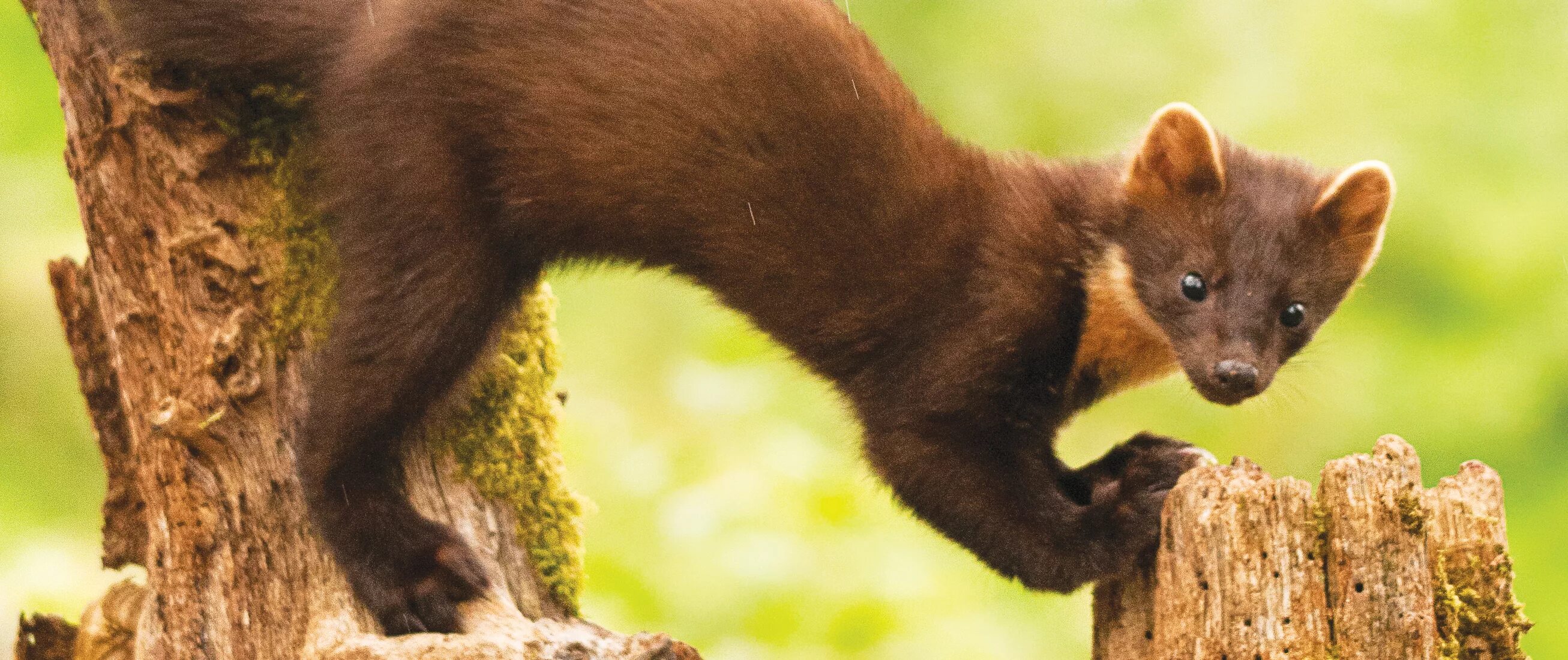 Куница фото животного в хорошем качестве Animals That Can Only Be Found In Ireland Online bellady.by