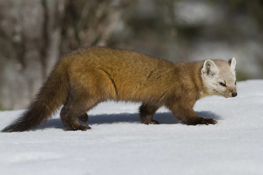 Куница фото зверька летом и зимой Pine Marten Walking - Canon 7D and 300m f2.8 II L lens - M. Flickr