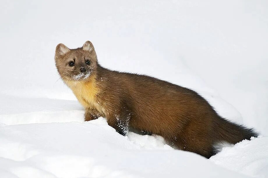 Куница фото зверька летом и зимой American Marten (U.S. National Park Service)