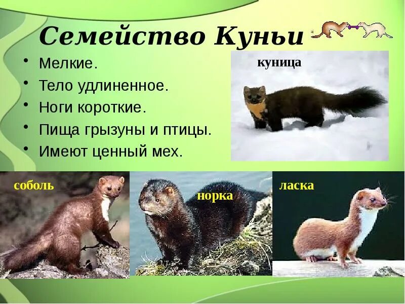 Куница и соболь в чем разница фото Отряды млекопитающих