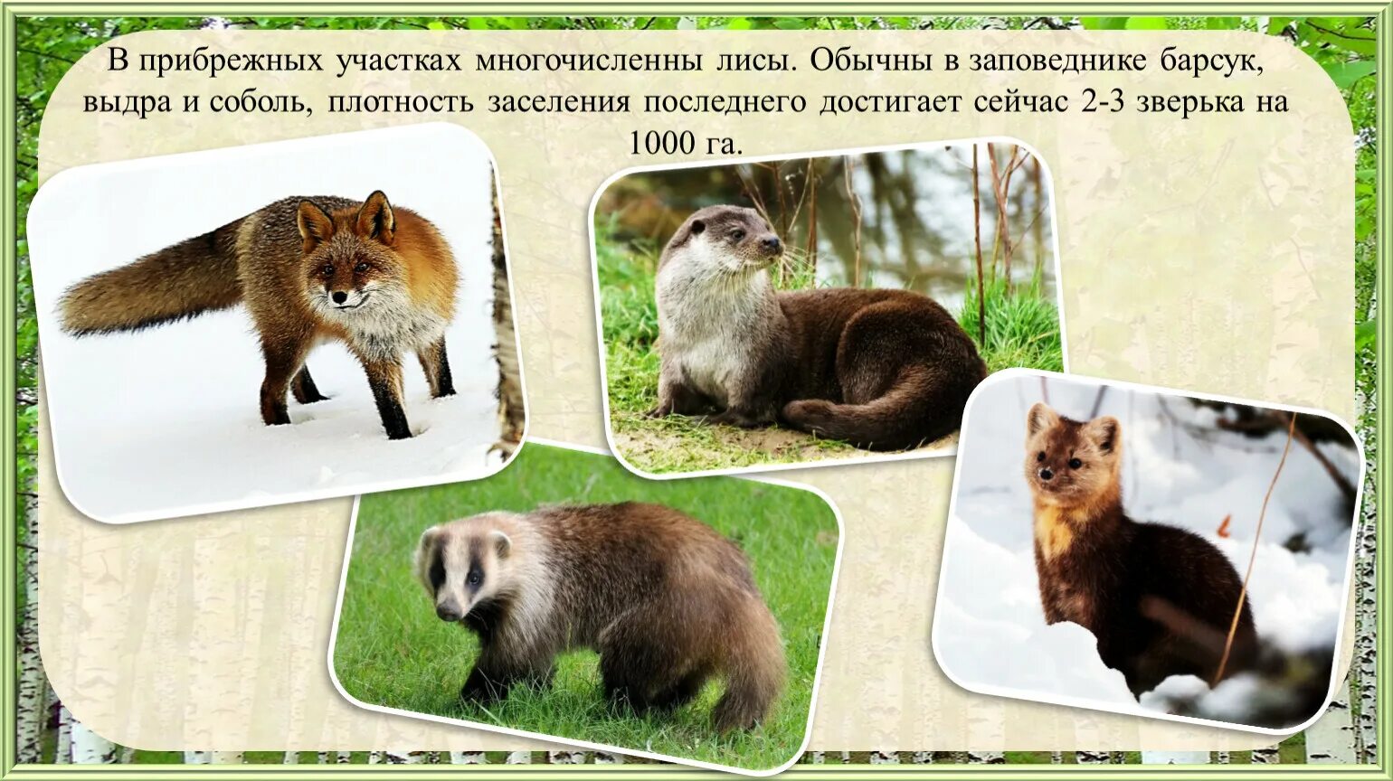 Куница и соболь в чем разница фото Сихотэ - Алинский заповедник. Животный мир.