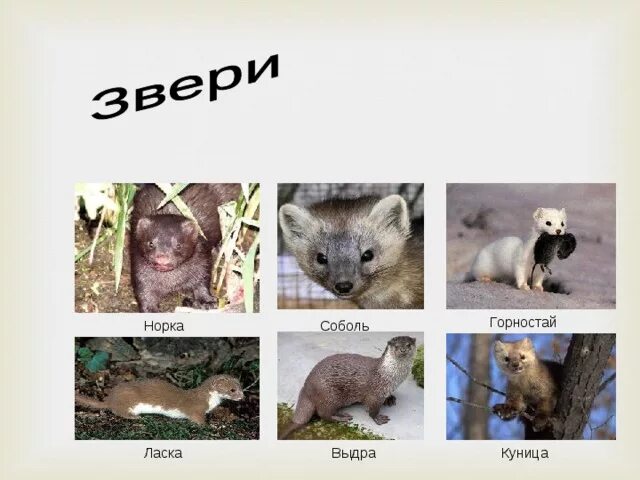 Куница и соболь в чем разница фото Леса.Животный мир. - Начальные классы - Презентации - 4 класс
