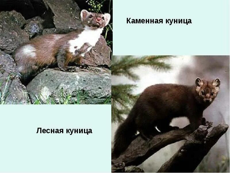 Куница и соболь в чем разница фото Чем отличается соболь от куницы: найдено 80 изображений
