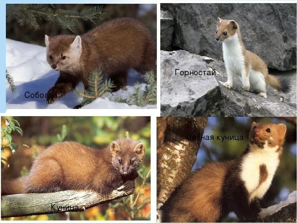 Куница и соболь в чем разница фото Pin on Animal collage Animal totems, Zoo animals, Animals