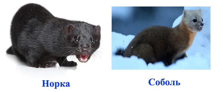 Куница и соболь в чем разница фото Чем отличается норка от соболя и их мех? В чем разница