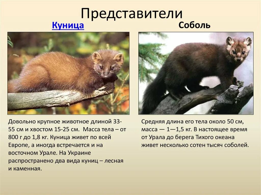 Куница и соболь в чем разница фото Куница особенности: найдено 86 изображений