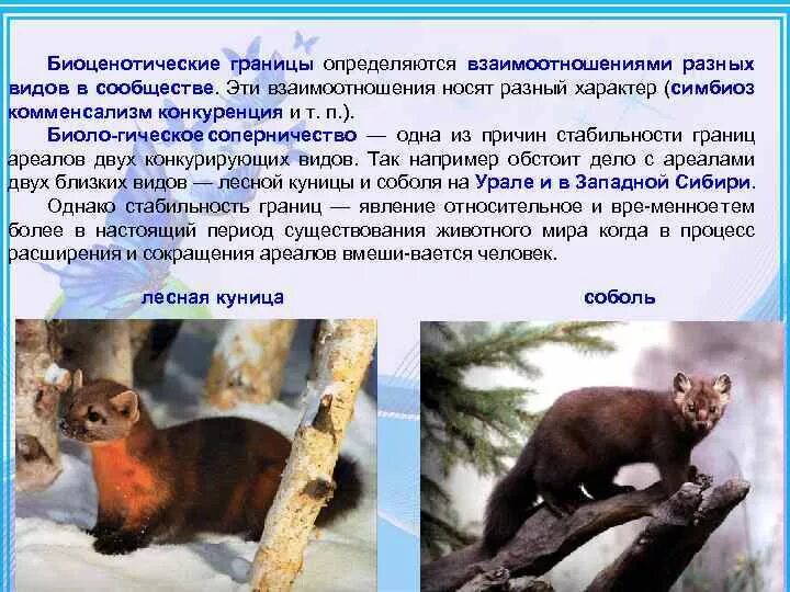 Куница и соболь в чем разница фото Чем отличаются соболь и норка в мире моды и животноводства Об одежде и не только