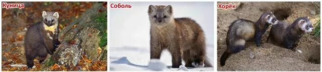 Куница и соболь в чем разница фото Отряды высших зверей (продолжение)