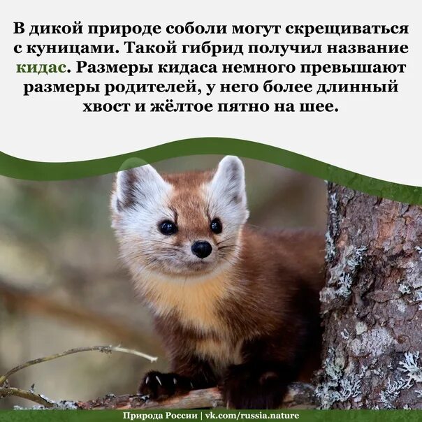 Куница и соболь в чем разница фото В свою очередь кидас может скрещиваться и с куницей, и с соболем, но самцы от та