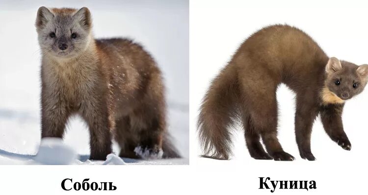 Куница и соболь в чем разница фото Ответы Mail.ru: В чем отличие куницы от соболя?