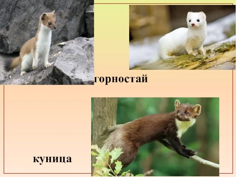 Куница и соболь в чем разница фото Отличие ласки от горностая
