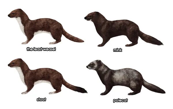 Куница и соболь в чем разница фото How to Draw Animals: Weasels, Stoats, Minks, Polecats and Ferrets Mink animal, S