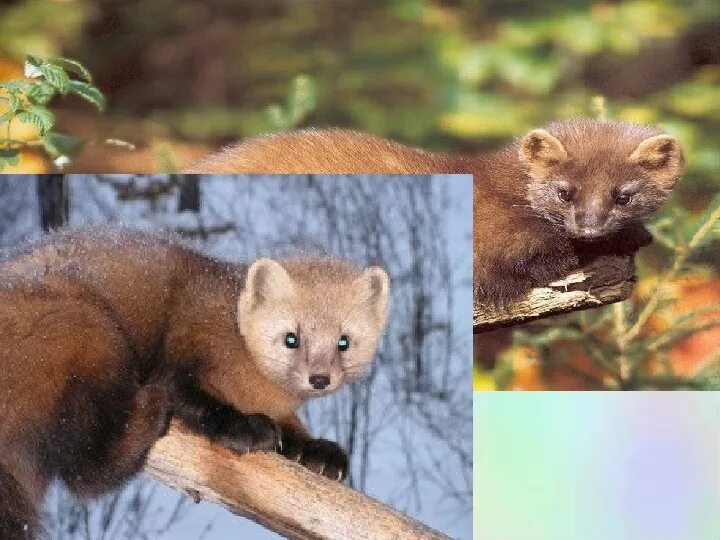Куница и соболь в чем разница фото Белка песенки поёт и орешки все грызёт