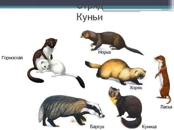 Куница и соболь в чем разница фото On Lenin 34, behind the house runs a white ferret with a black tail. He left 36 