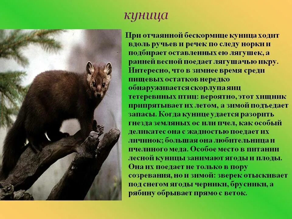 Куница лесная фото и описание Картинки КУНИЦА ДОКЛАД