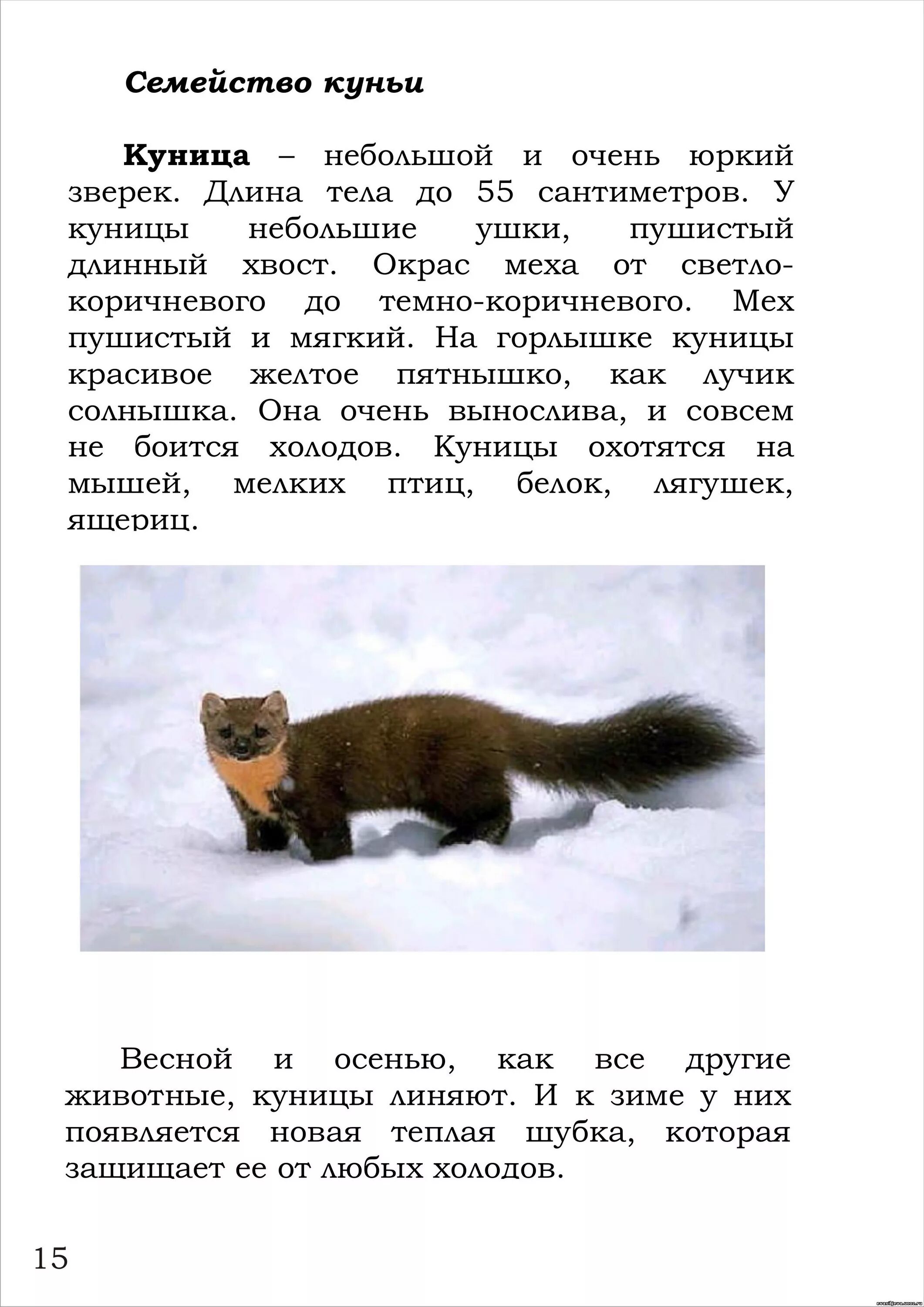 Куница лесная фото и описание Картинки КУНИЦА ДОКЛАД