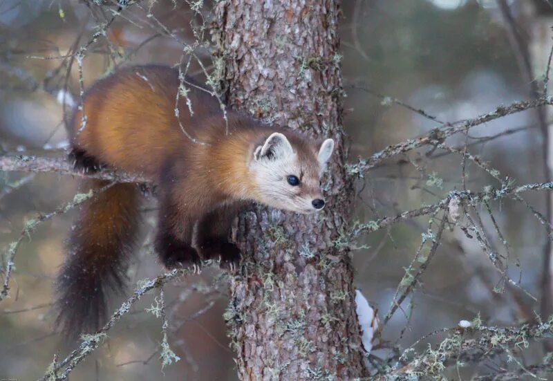 Куница в краснодарском крае фото Hinterland Who's Who - Marten