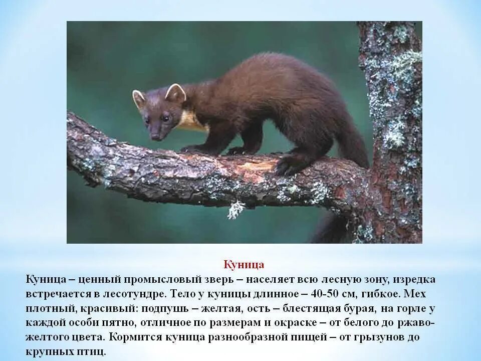 Куница в краснодарском крае фото и описание Картинки КУНИЦА ДОКЛАД