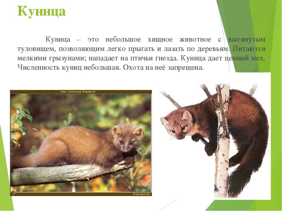 Куница в краснодарском крае фото и описание Картинки КУНИЦА ДОКЛАД