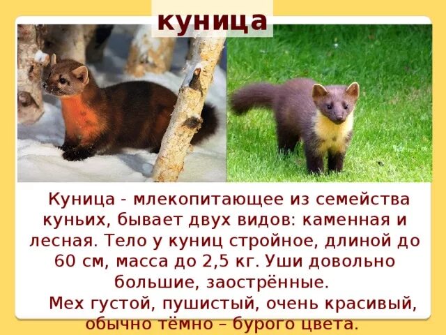 Куница в краснодарском крае фото и описание "Пушные звери. Зверофермы". Презентация к уроку биологии.
