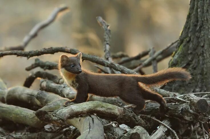 Куница в краснодарском крае фото и описание Pretty pine marten by Eike Mross. Wild animals photography, Cute animals, Baby a